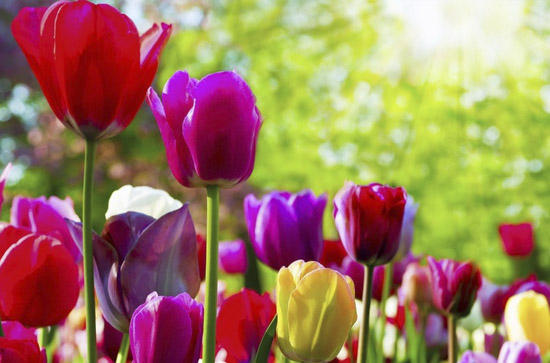 Flores para regalar