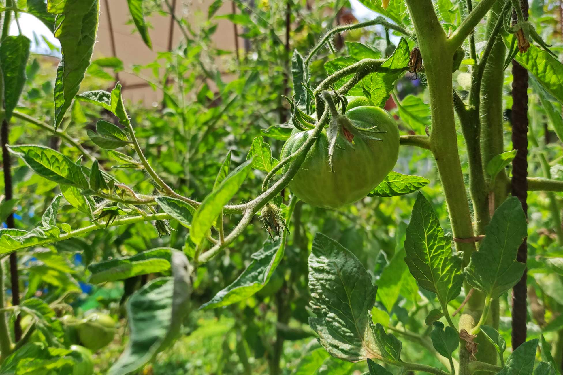 Huerta con tomates