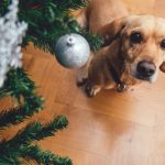 Cómo mantener segura a tu mascota en Navidad