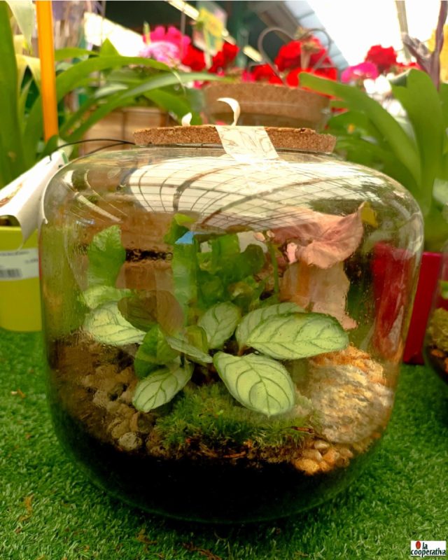 Nuestros terrarios no son solo decoración:
✨ Son pequeñas cápsulas de paz que traen naturaleza a tu rutina.
Cada uno está diseñado para crear un microclima que se cuida solo, con plantas que purifican el ambiente y te invitan a reconectar contigo mismo 💆‍♀️💚
🌿 Hechos con cariño, pensados para durar.
🌍 Sin necesidad de riego constante ni mantenimiento complicado.
🎨 Diseños únicos.
💬 ¿Cuál es tu favorito? Cuéntanos abajo y ven a verlos en vivo.
#TerrariosConAlma #VidaVerde #DecoraciónViva #TerrarioLovers #BienestarNatural #LaCooperativa