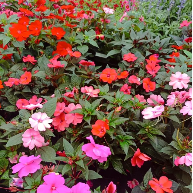 🌺✨ ¡Descubre la magia de la Alegría de Nueva Guinea! 🌿🌸 Con sus vibrantes flores y su facilidad de cuidado, esta hermosa planta perenne es el toque perfecto para embellecer cualquier rincón de tu jardín o terraza. 🌞💚 Aunque a menudo se trata como anual, puede durar mucho más si la proteges del frío invernal. ❄️🛡️
¿Lo mejor? ¡Es súper resistente a plagas y enfermedades! 🐛🚫 Así que, si buscas una planta que combine belleza y bajo mantenimiento, ¡la Impatiens hawkeri es tu aliada perfecta! 🌟🌼
#AlegríaDeNuevaGuinea #ImpatiensHawkeri #JardineríaFácil #FloresVibrantes #PlantasDeExterior #AmantesDeLasPlantas #JardínEnCasa #NatureLovers #ResistenciaNatural 🌿🌺