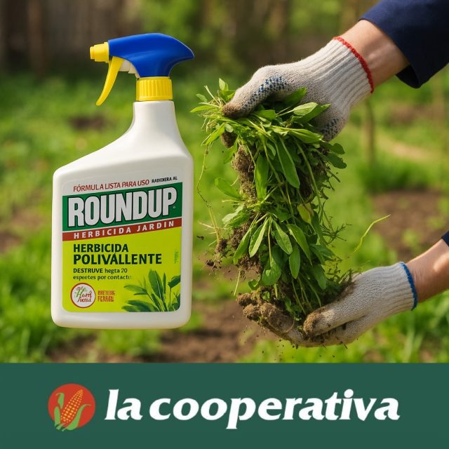 🌿 ¡Despídete de las malas hierbas en tiempo récord! 🌿
Con Roundup® Herbicida Jardín Polivalente, elimina hasta 70 especies de malas hierbas de forma rápida y eficaz. Su fórmula lista para usar actúa por contacto y ofrece resultados visibles en solo 1 hora.
✅ Ideal para jardines, patios y caminos
✅ Sin necesidad de mezclar: pulveriza y actúa
✅ Máxima eficacia con mínimo esfuerzo
🧤 ¡Recupera la belleza de tu jardín sin complicaciones!
📍 Disponible en tu tienda habitual de jardinería.
Roundup® – El aliado de confianza para un jardín impecable.