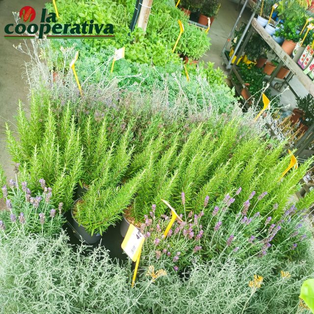 Deja que tus sentidos 👃 se deleiten mientras exploras nuestro paraíso verde y te llevas a casa 🏡 tu propia planta aromática. Ya sea que busques un toque de albahaca para tus recetas 🍃 o la frescura del romero para tu hogar, aquí encontrarás el complemento perfecto para transformar cualquier rincón en un oasis de aromas. ¡Ven a La Cooperativa y deja que la naturaleza te susurre al oído! 🌸
#jardineria #plantasaromaticas #naturaleza #oasisverde #plantas #paraisoverde