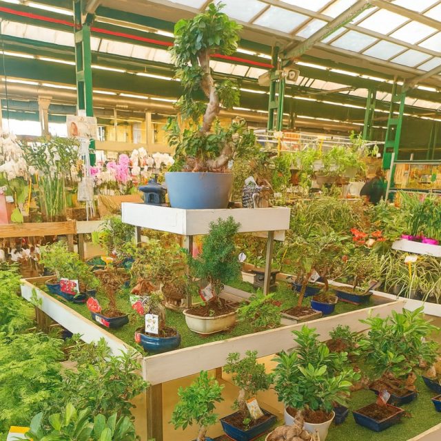 🌿 Descubre el mundo de los bonsáis 🌿
En La Cooperativa te espera un rincón lleno de vida y armonía.
Estas pequeñas joyas verdes no solo decoran, ¡también relajan y conectan con la naturaleza!
🪴 Tenemos una gran variedad de bonsáis y todo lo necesario para cuidarlos:
tijeras, macetas, abonos, guías… ¡y el mejor consejo!
✨ Ven a visitarnos y llévate un pedacito de paz a casa.
#bonsai #bonsailovers #naturalezaencasa #LaCooperativa #plantas #decoracionnatural #verdeesvida #jardininterior #cuidadetubonsai